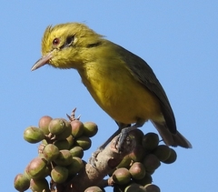 Vireo hypochryseus