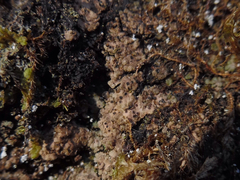 Endocarpon pallidulum