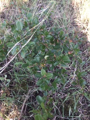 Condalia buxifolia