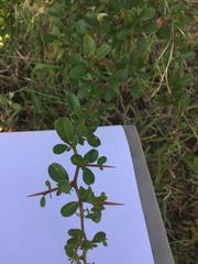 Condalia buxifolia