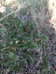 Condalia buxifolia