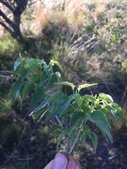 Amphilophium carolinae