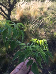 Amphilophium carolinae