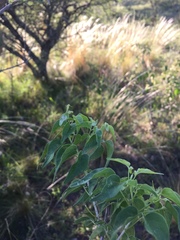 Amphilophium carolinae