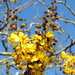 Caesalpinia eriostachys - Photo (c) Francisco Farriols Sarabia, some rights reserved (CC BY), uploaded by Francisco Farriols Sarabia