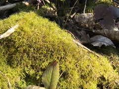 Sciuro-hypnum reflexum