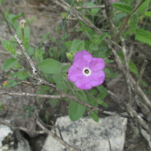 Hunzikeria texana, photograph 4