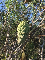 Araujia brachystephana