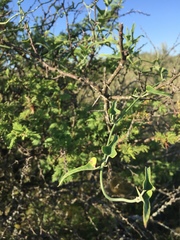 Araujia brachystephana