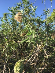 Araujia brachystephana