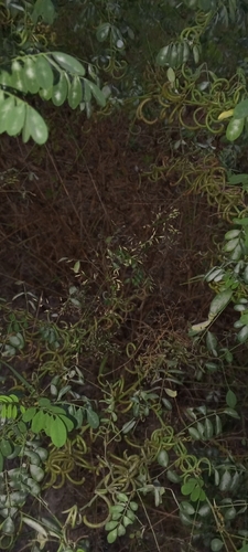 Indigofera tinctoria, photograph 3