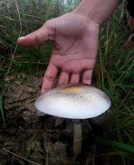 Psilocybe cubensis
