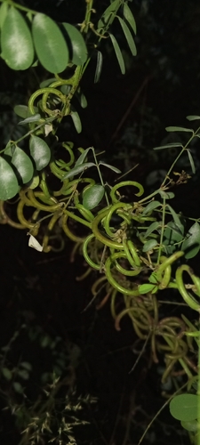 Indigofera tinctoria, photograph 4