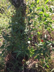 Capsicum chacoense