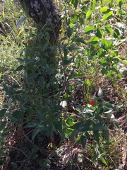 Capsicum chacoense