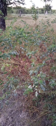 Indigofera tinctoria, photograph 5