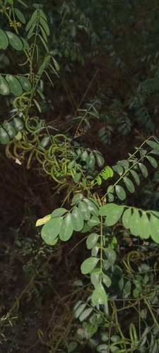 Indigofera tinctoria, photograph 6