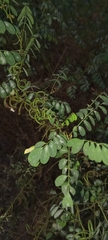 Indigofera tinctoria, photograph (c) Murphy Tladi, some rights reserved (CC BY)
