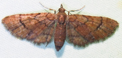 Eupithecia peckorum