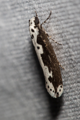 Ethmia semilugens