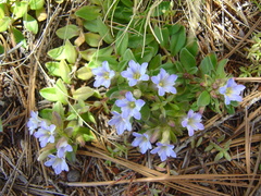 Gentiana chazaroi
