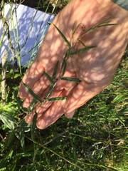 Talinum polygaloides