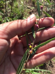 Talinum polygaloides