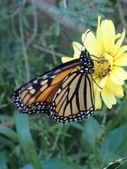 Danaus plexippus