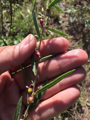Talinum polygaloides