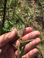 Talinum polygaloides