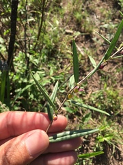 Talinum polygaloides