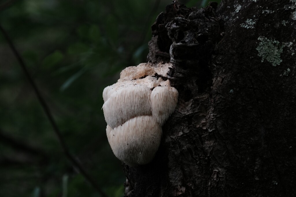 Hericium erinaceus · April 2026 · photo: © brandonjjohnson (iNaturalist, cc-by)