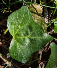 Hedera helix