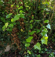 Hedera helix