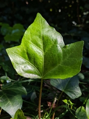 Hedera helix