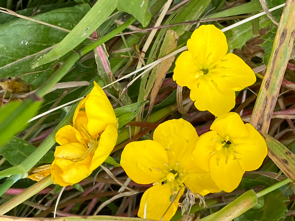 Taraxia ovata; photograph (c) Rebecca Johnson, some rights reserved (CC BY)