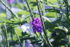 Leptophobia