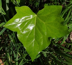 Hedera helix