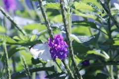 Leptophobia