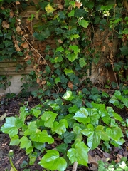 Hedera helix