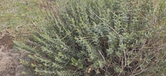 Hypericum olympicum
