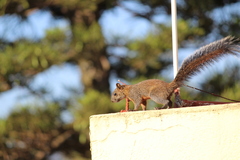 Sciurus aureogaster