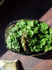 Marchantia polymorpha ruderalis