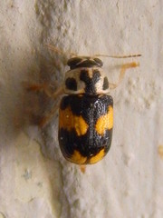 Pachybrachis tridens