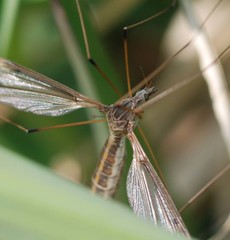 Tipula aino