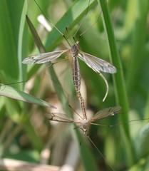 Tipula aino
