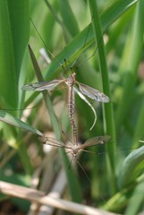 Tipula aino
