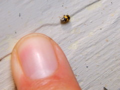 Pachybrachis tridens