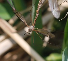 Tipula aino