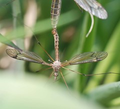 Tipula aino